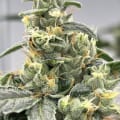 Cultivar image 2