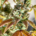 Cultivar image 2