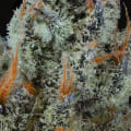 Cultivar image 3