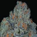 Cultivar image 5