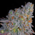 Cultivar image 5