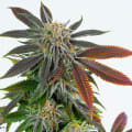 Cultivar image 9