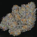 Cultivar image 2