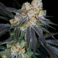 Cultivar image 2