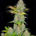 Cultivar image 2