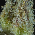 Cultivar image 2