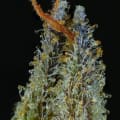 Cultivar image 3