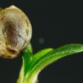 Cultivar image 1