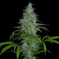 Cultivar image 2