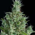 Cultivar image 4