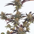 Cultivar image 1