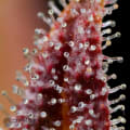 Cultivar image 2