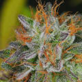 Cultivar image 2