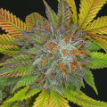 Cultivar image 5