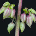 Cultivar image 5