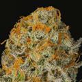 Cultivar image 2