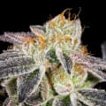 Cultivar image 10