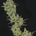 Cultivar image 4