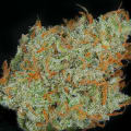 Cultivar image 2