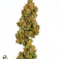Cultivar image 3