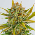Cultivar image 4