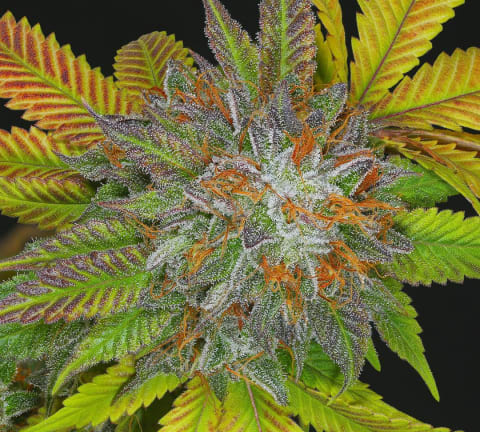 Oregon Afghani
