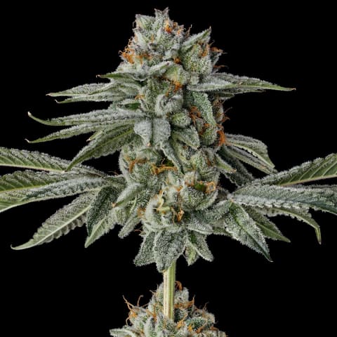 Strawberry Cherry Gelato