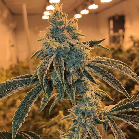 Goji OG