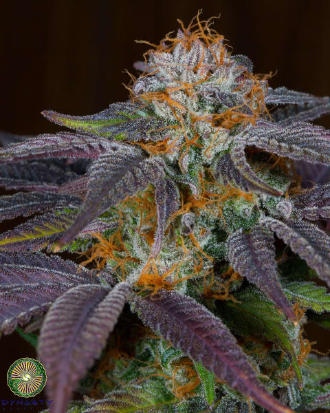 Grapefruit Punch
