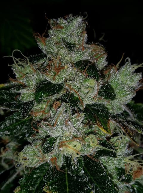 Chemdog 91
