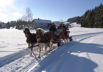 Pferdeschlittenfahrt Georgkutscher