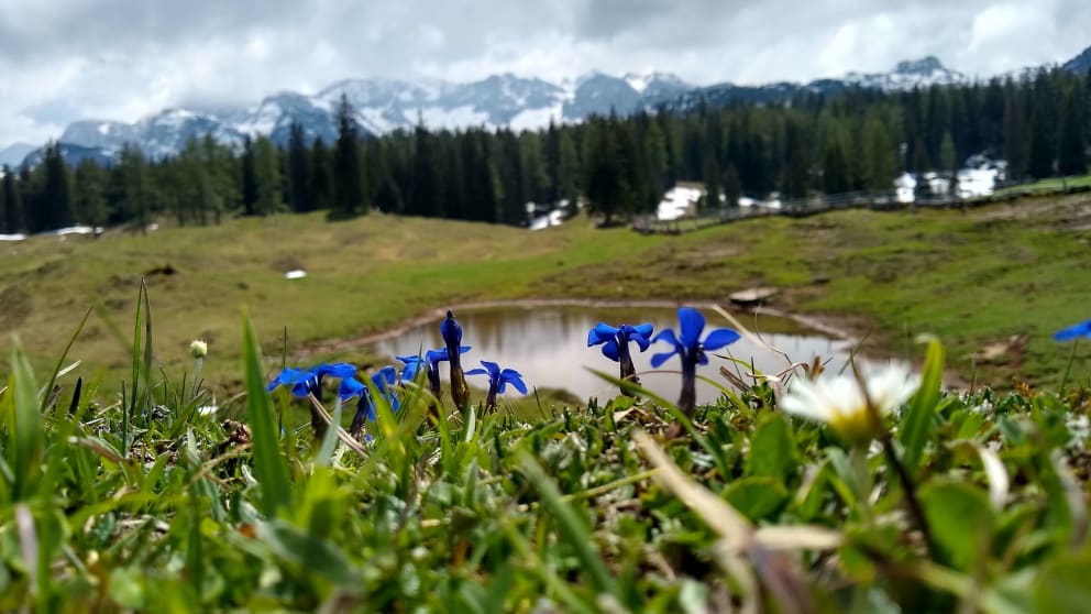 Salzkammergut Days for Pleasure -seeker