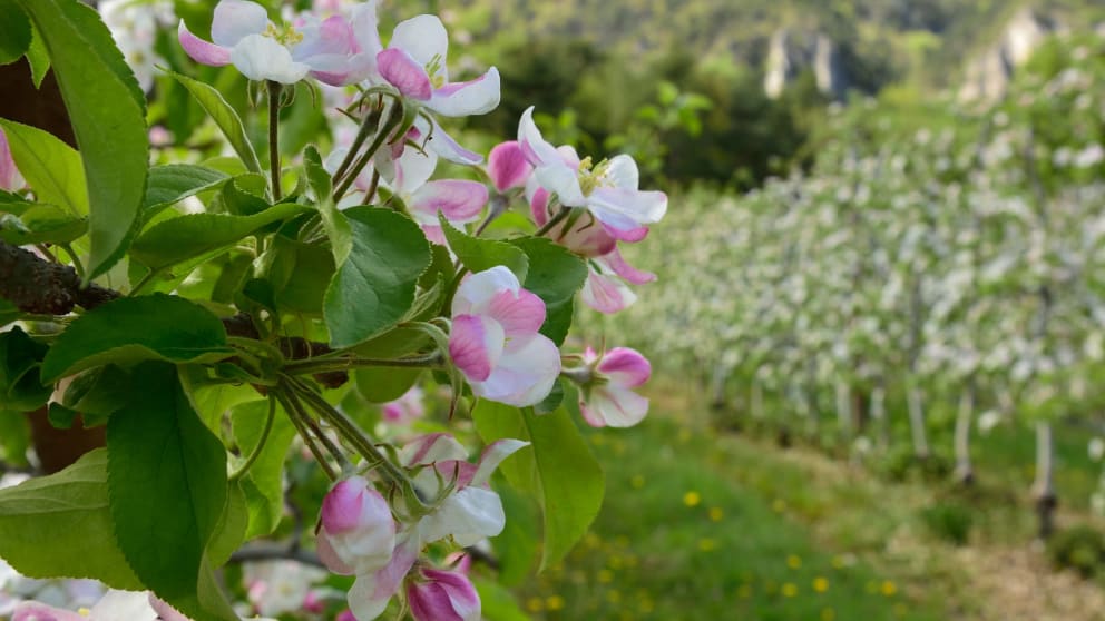 Frühlingserwachen im Süden Südtirols