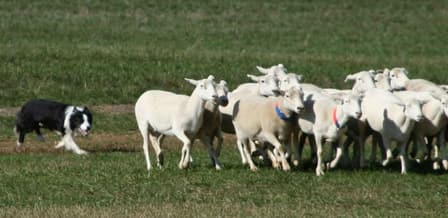 sheep dog in action