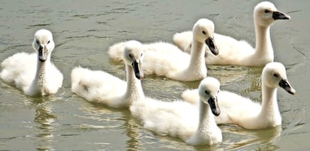 babies swans