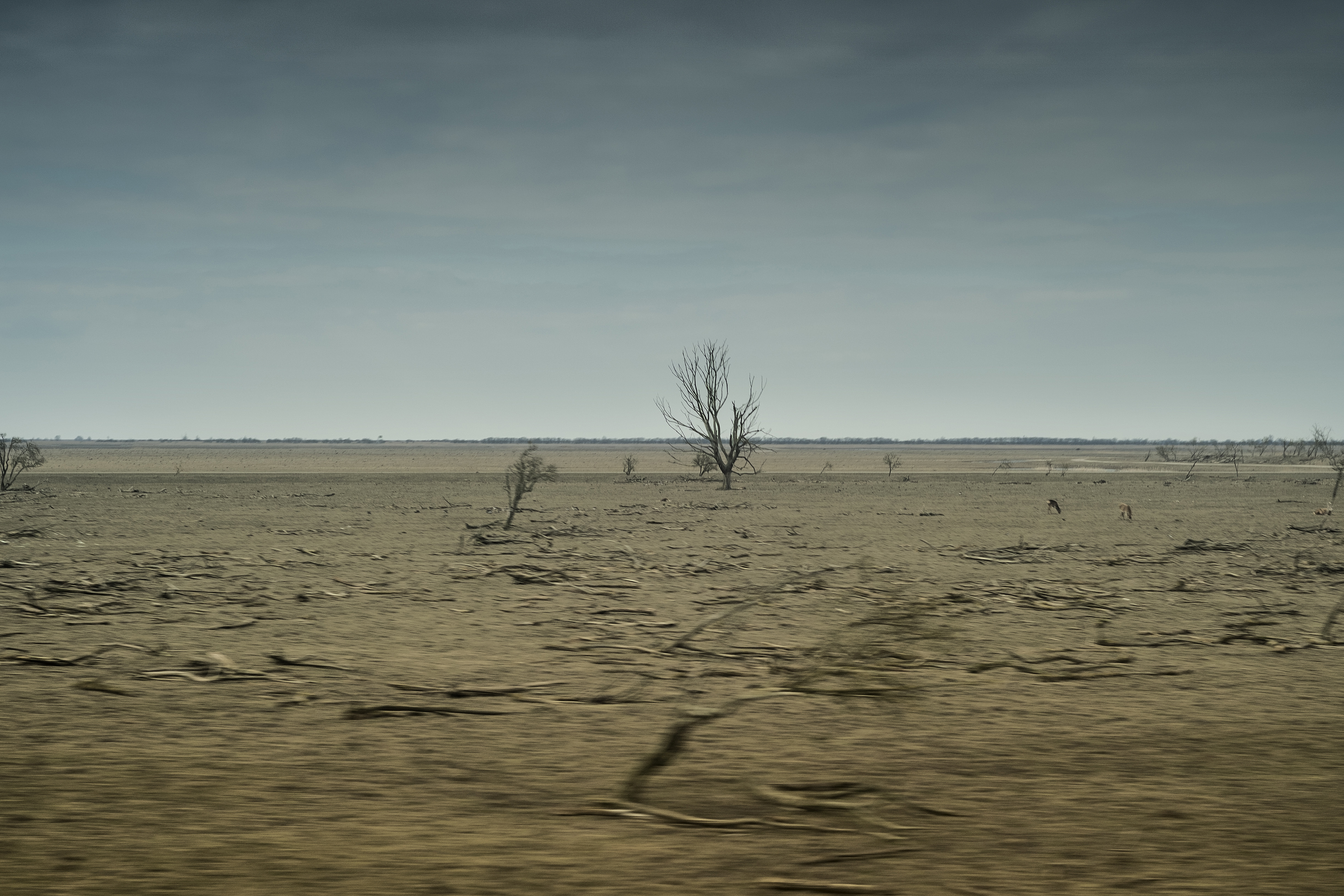 Oostvaardersplassen