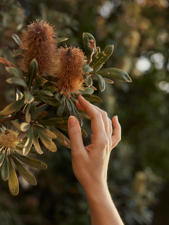 native flowers