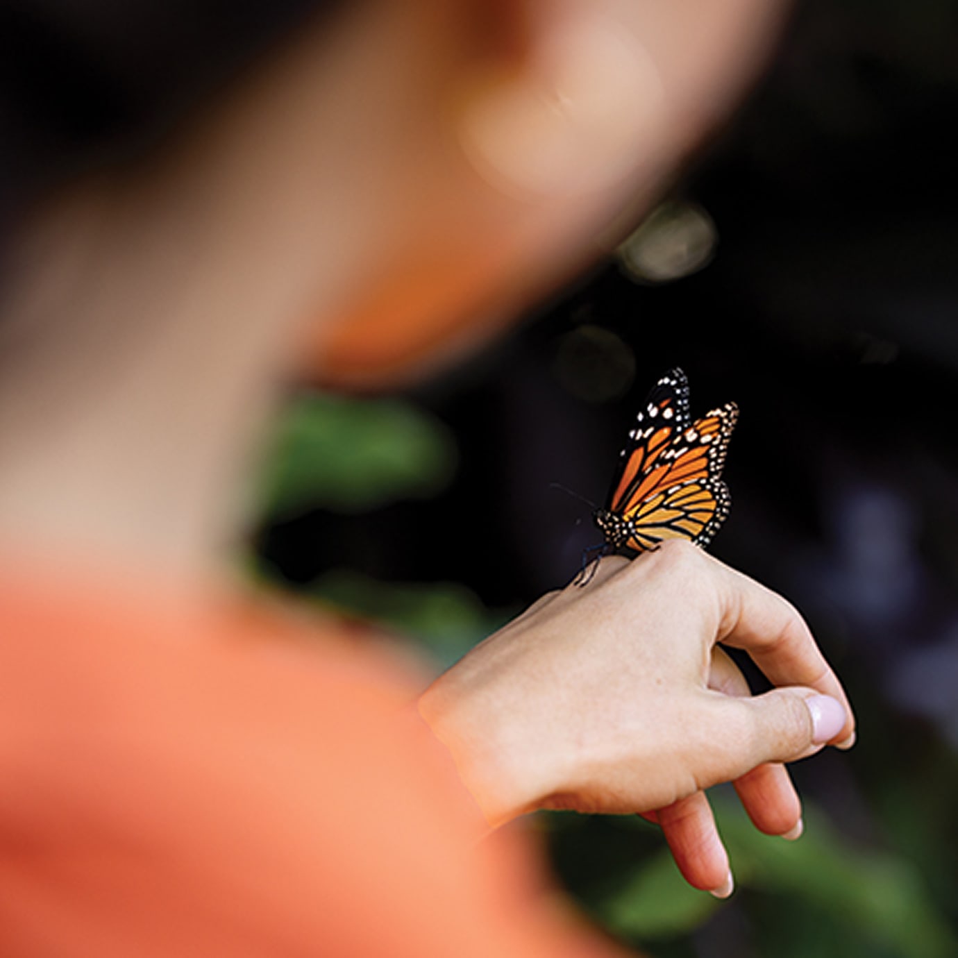 VIMG Gordon Nelson Sizzle 1 v3