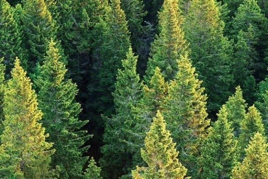 10 million trees 570x570 FillWzU0NiwzNjRd.jpg