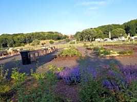 Jardin Des Pivoines