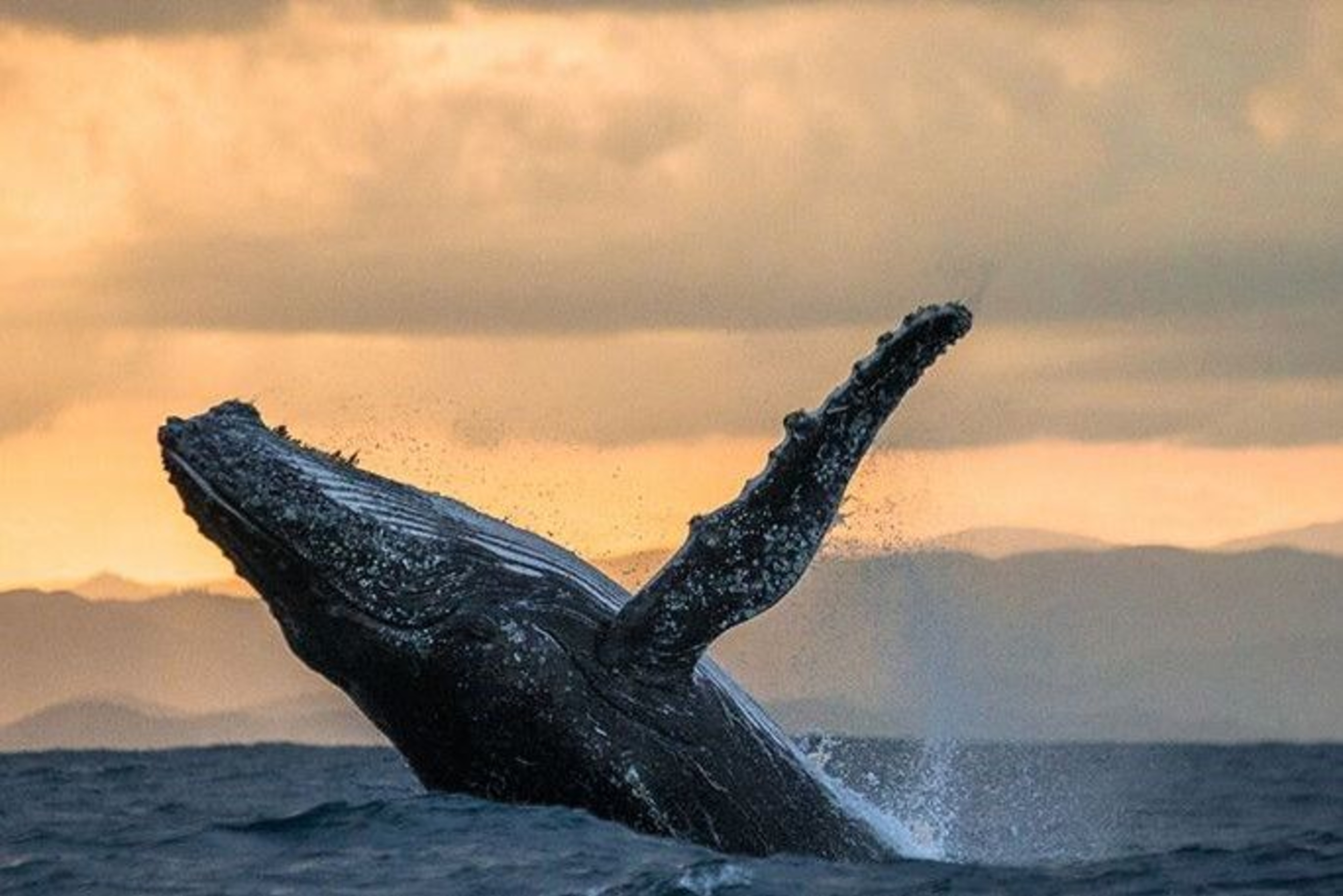 whale at sunset landscape