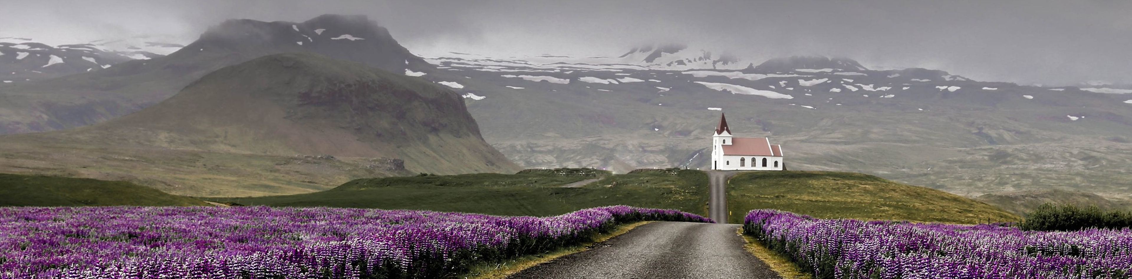 lupins banner