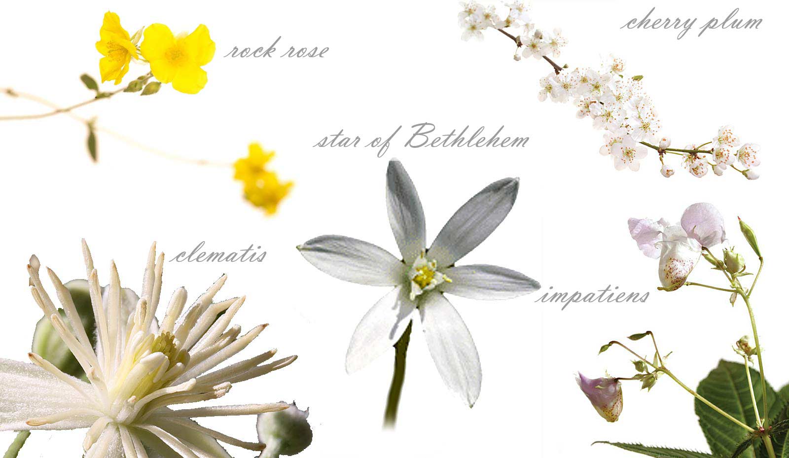 Consulenza per Fiori di Bach