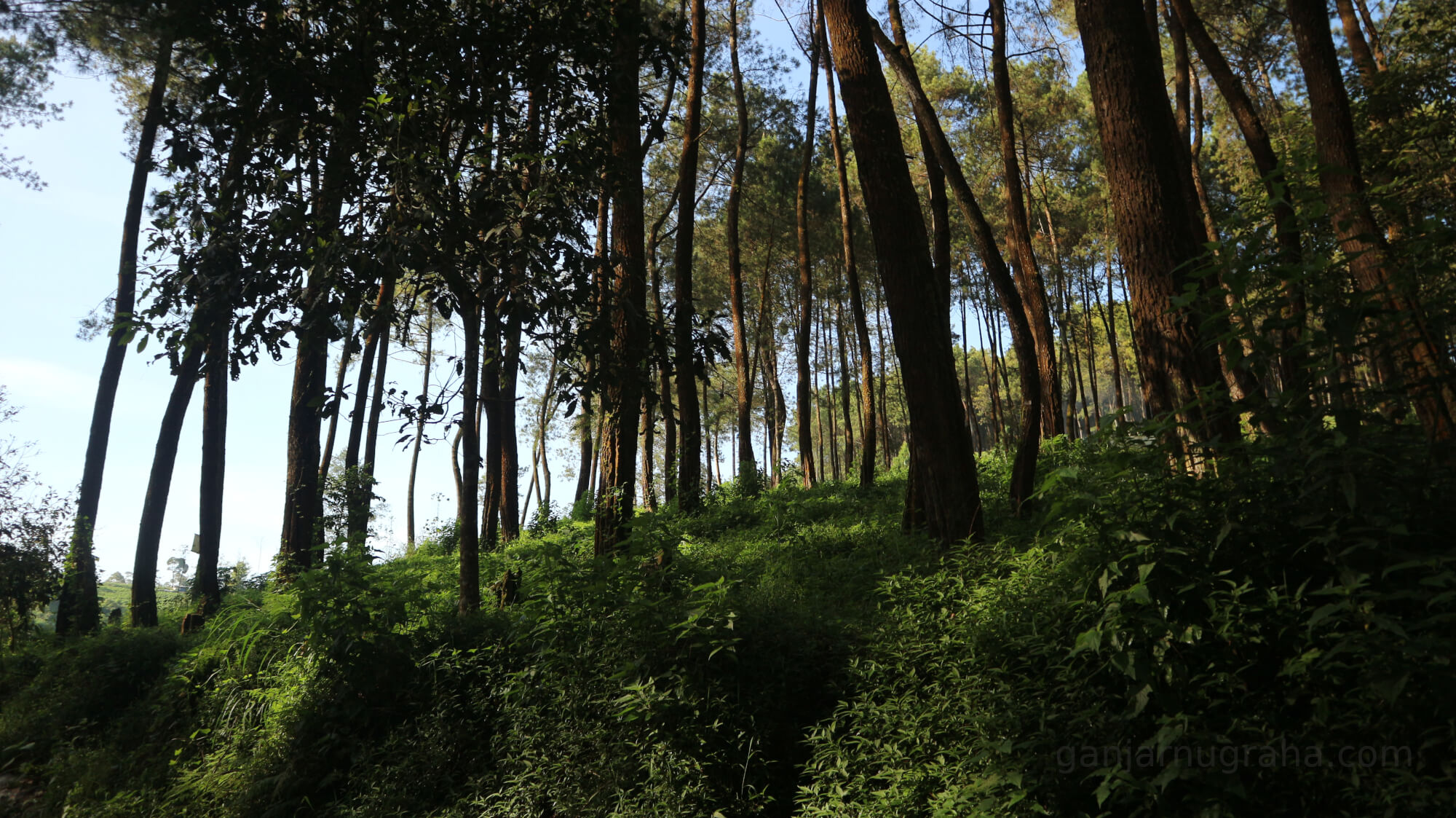 hutan forest Pangalengan Bandung Jawa Barat