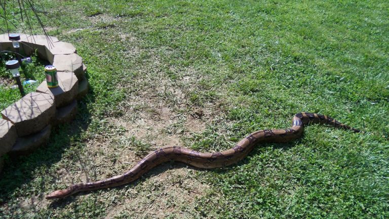 Serpents dans le bain Serpents dans le bain