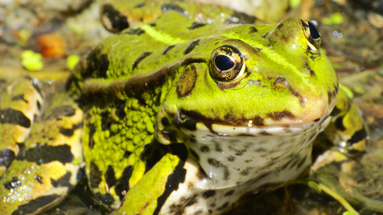 Le crapaud buffle d'Australie Le crapaud buffle d'Australie