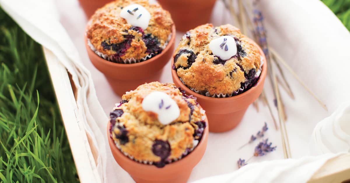 Quoi Faire Avec La Lavande à L Automne Recette De Muffins Aux Bleuets Et Lavande Zeste