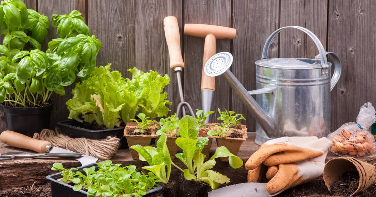 Faire Pousser Des Légumes Dans La Maison Peut On Cultiver Des Legumes A L Interieur L Hiver Jardinier Paresseux