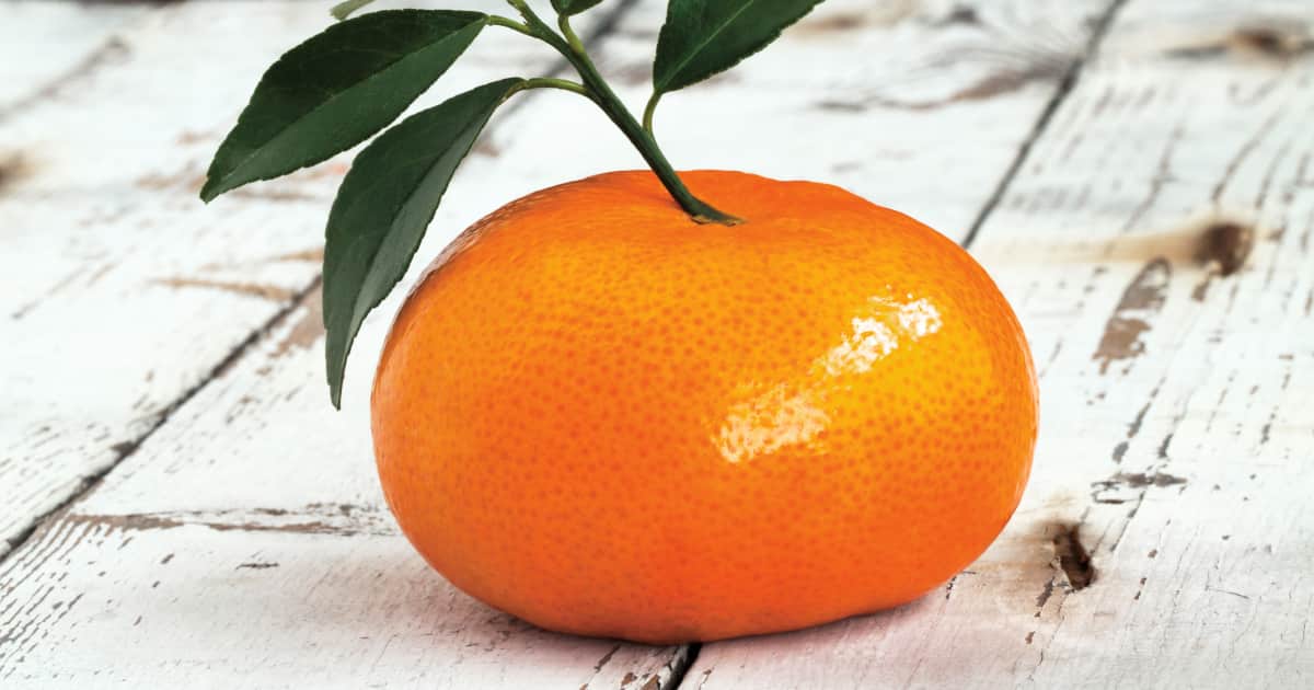 La clémentine le fruit du temps des fêtes Zeste