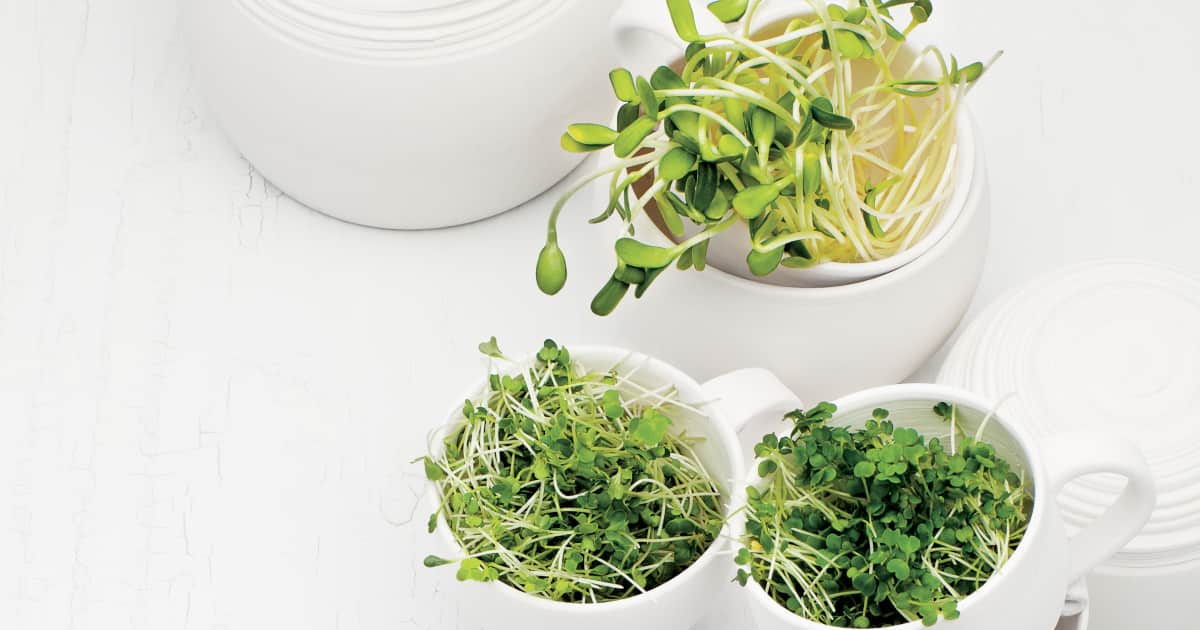 Comment Faire Des Pousses Et Des Germinations Maison Zeste